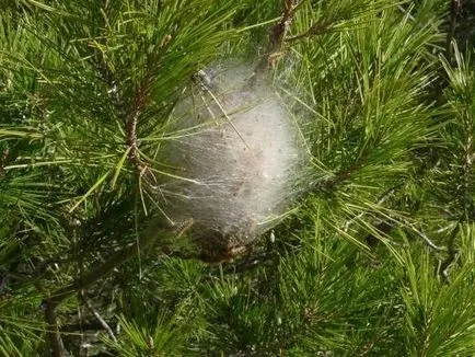 Miért nevelt erdei hernyót, hogyan kell kezelni a kártevők