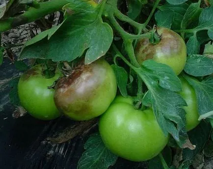 De ce este fructul de tomate apar pete maro ca o luptă