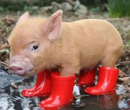 Защо свине обичат кал, световно-на факти