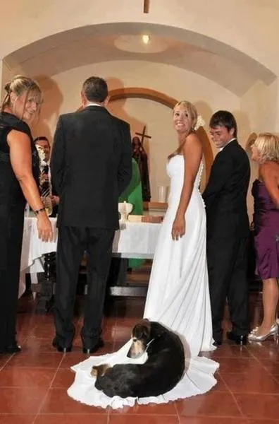 Selecția de imagini ridicole și nereușite de nunta (53 poze)