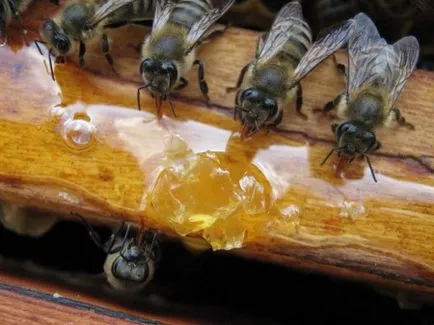 Fejtrágyázás a méhek a téli, tavaszi, őszi (videó)