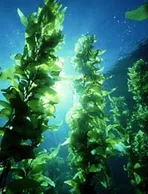 Полезна информация за водорасли