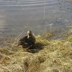 Decoy патица - лов и риболов в България и чужбина