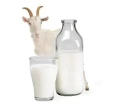 Avantaje și prejudicii de lapte de capră