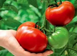 Tomate, răsaduri în creștere, în special de îngrijire pentru tomate, cele mai comune boli