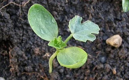 Tomate „cultivarea tehnologie pepene verde în câmp deschis