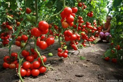 Tomate, răsaduri în creștere, în special de îngrijire pentru tomate, cele mai comune boli