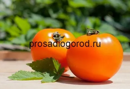 Домати описание Райска ябълка сортове за отглеждане на домати и поддръжка, фото и видео