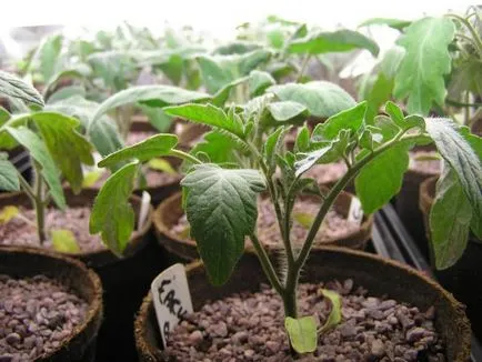 răsaduri de roșii, cultivare și atunci când pentru a planta
