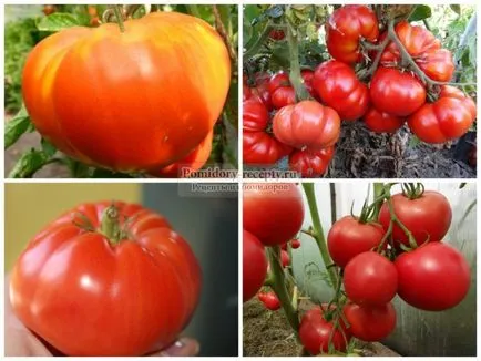 Tomate soiuri din Siberia și comentarii