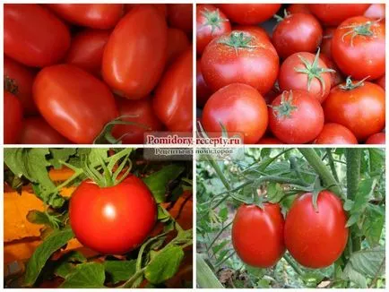 Tomate soiuri din Siberia și comentarii