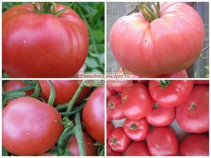 Tomate soiuri din Siberia și comentarii