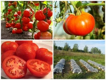 Tomate soiuri din Siberia și comentarii