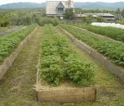 cartofi de plantare privind tehnologia metoda Mittlaydera, plantare, în special cultivarea, îngrijirea,