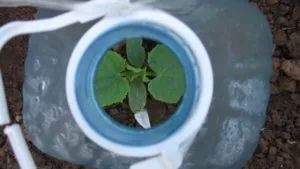 Plantarea castraveți în procesul de cultivare sticle de 5 litri pe video