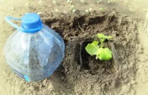 Plantarea castraveți în procesul de cultivare sticle de 5 litri pe video