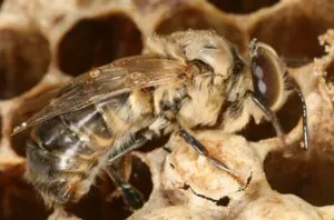 Порода пчелите и тяхното описание