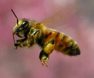 Breed királynők méhek