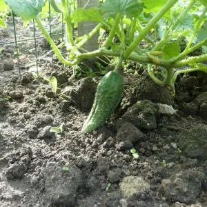 Засаждане на краставици времето, почвата кухня и най-добрата схема - градина, без да се притеснява