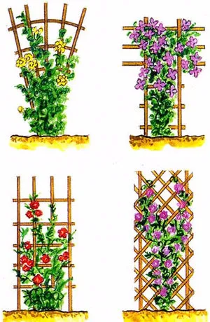 Ültetés és ápolása clematis az éghajlati viszonyok Szibéria