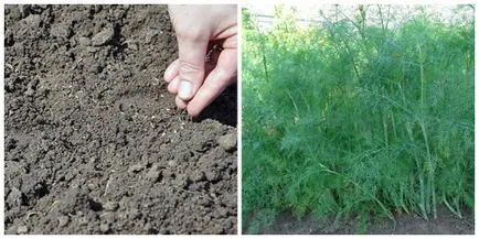 Sow mărar în timpul verii, în special cultivarea de fenicul - sfaturi kopilochku