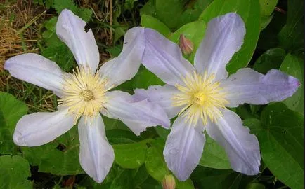 Ültetés és ápolása clematis az éghajlati viszonyok Szibéria