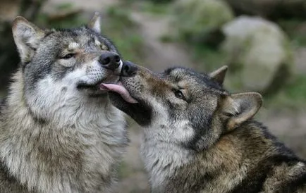 Kissing și iubitoare relație la animale fotografie