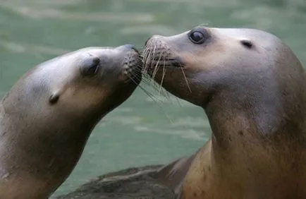 Kissing și iubitoare relație la animale fotografie