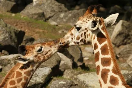 Kissing și iubitoare relație la animale fotografie