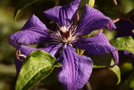 Plantare și îngrijire de Clematis în condițiile climatice din Siberia