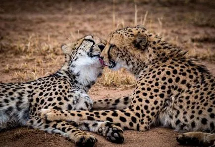 Kissing și iubitoare relație la animale fotografie