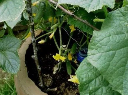 Ültetés és növekvő uborka 5 literes palackokban