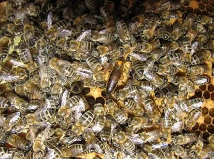 Порода пчелите и тяхното описание