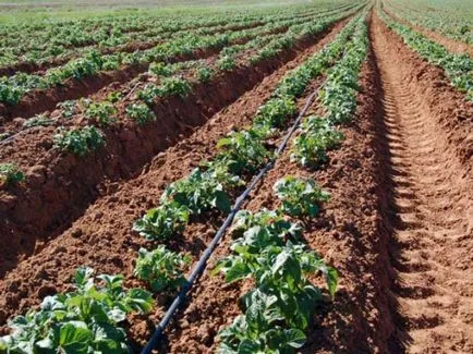 cartofi de plantare privind tehnologia metoda Mittlaydera, plantare, în special cultivarea, îngrijirea,