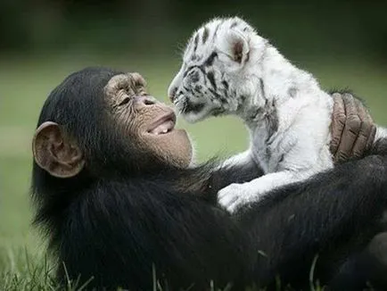 Kissing și iubitoare relație la animale fotografie