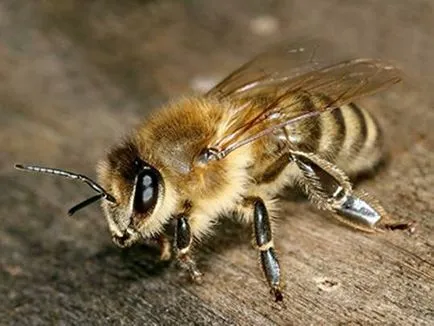 Breed királynők méhek