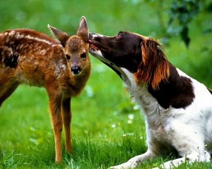 Kissing și iubitoare relație la animale fotografie