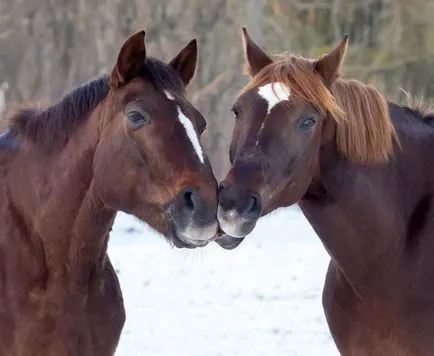 Kissing și iubitoare relație la animale fotografie