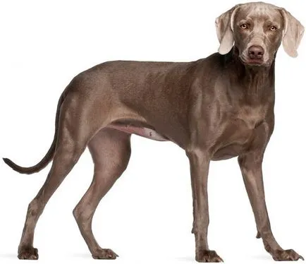 Breed weimari (Weimar pointer)