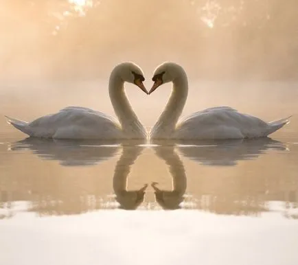 Kissing și iubitoare relație la animale fotografie