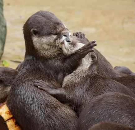 Kissing și iubitoare relație la animale fotografie