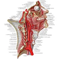 гръбначния артерия