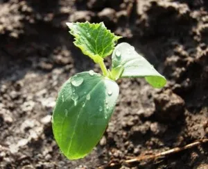 fertilizarea corectă a castravete, sezonul de vară