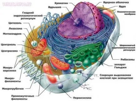 Външният вид на клетъчното ядро, наука за всички прости думи