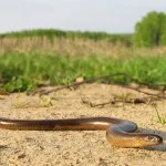 Reptile șopârle și șerpi