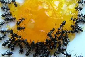Okai hangyák egy magánlakás, és hogyan lehet megszabadulni tőlük