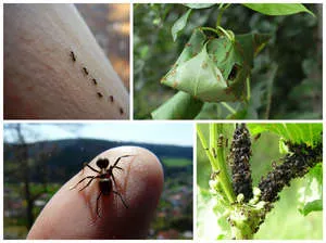 Okai hangyák egy magánlakás, és hogyan lehet megszabadulni tőlük