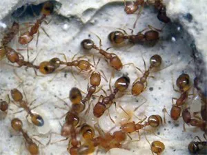Cauzele de furnici într-o casă privată, și cum să scape de ele