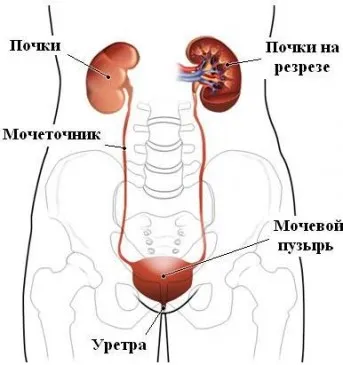 Cauze, simptome si tratamentul pielonefritei acute la copii sub vârsta de un an și mai mari