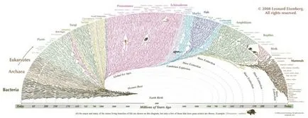 Cauzele progresului evolutiv - scisne